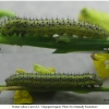 pont edusa larva3 volg